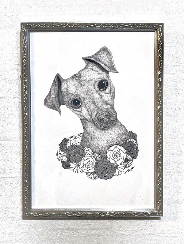 Jack russell terrier